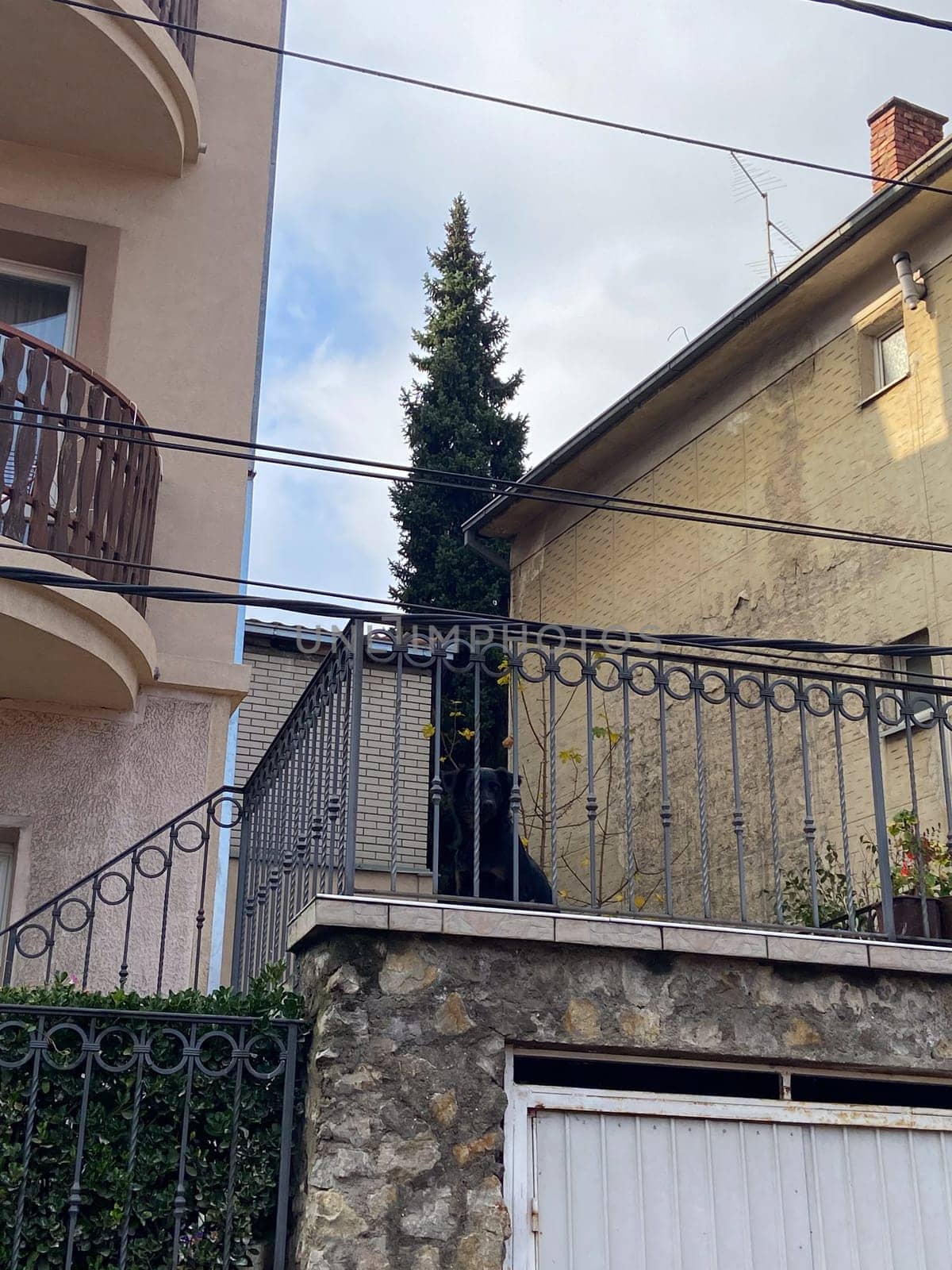 Residential scene captures a tall evergreen tree framed between two buildings with a balcony in the foreground. Contrasting textures of concrete, metal, and greenery create an urban yet natural visual balance.