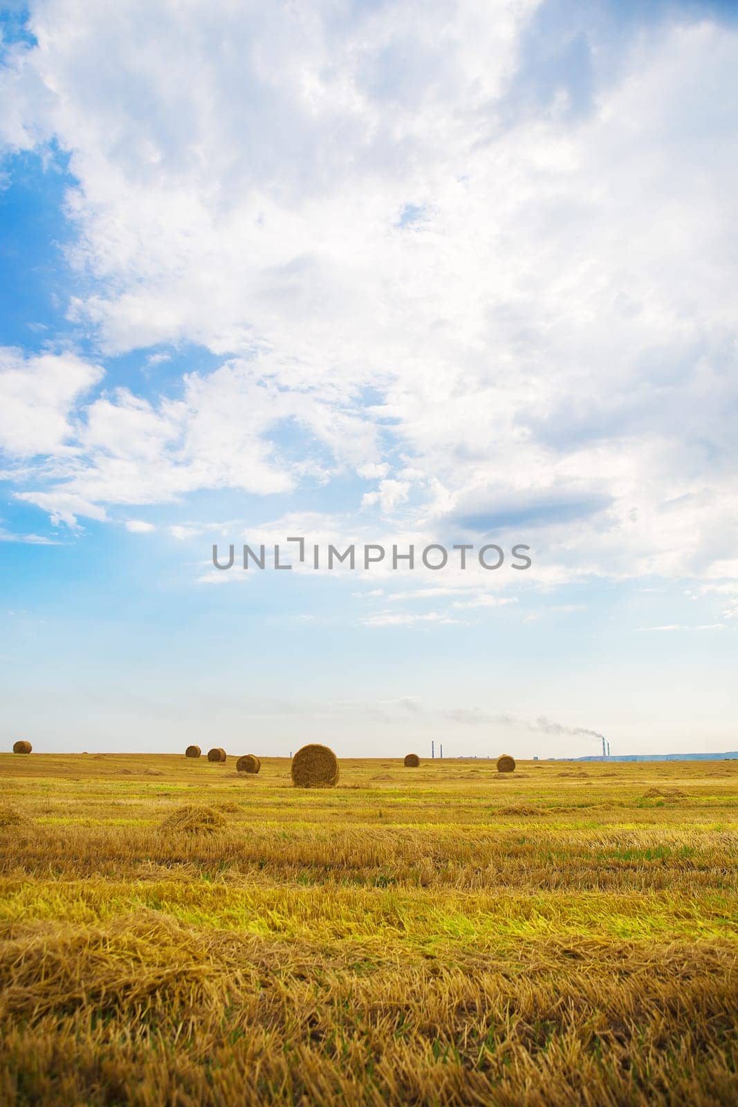 beautiful summer wheat field with lying round bales, blue sky with clouds.