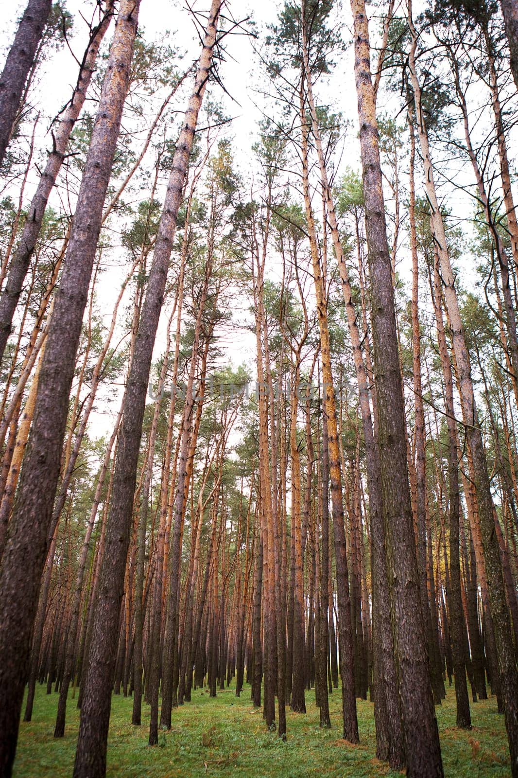 beautiful dense pine forest in autumn.