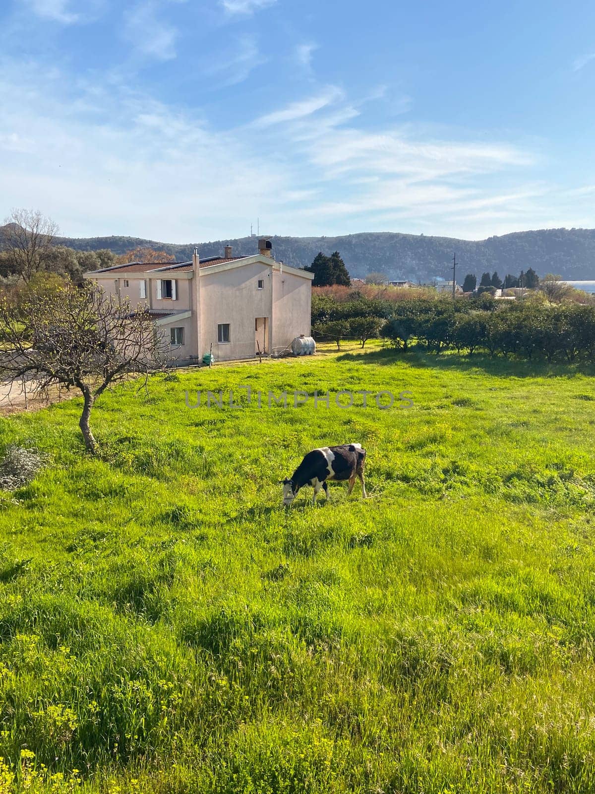 Cow grazing on a lawn near the town of Bar, Montenegro.