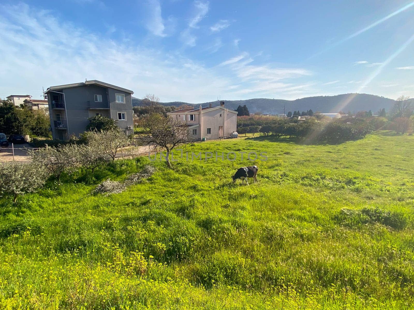 Cow grazing on a lawn near the town of Bar, Montenegro.