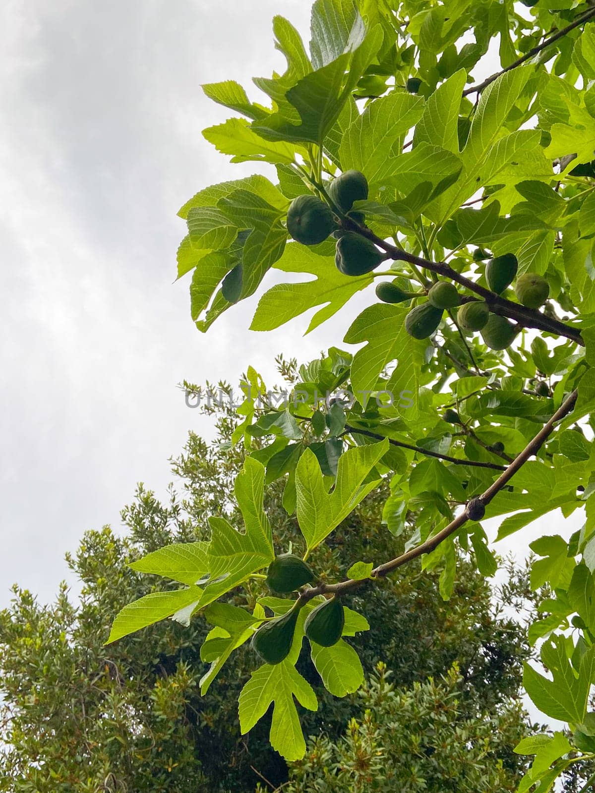 First delicate figs on a fig tree, spring time.