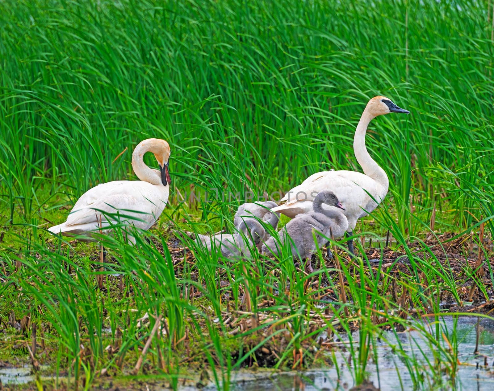 Trumpeter Swan Family on Their Nest Site in Horicon National Wildlife Refuge in Wisconsin