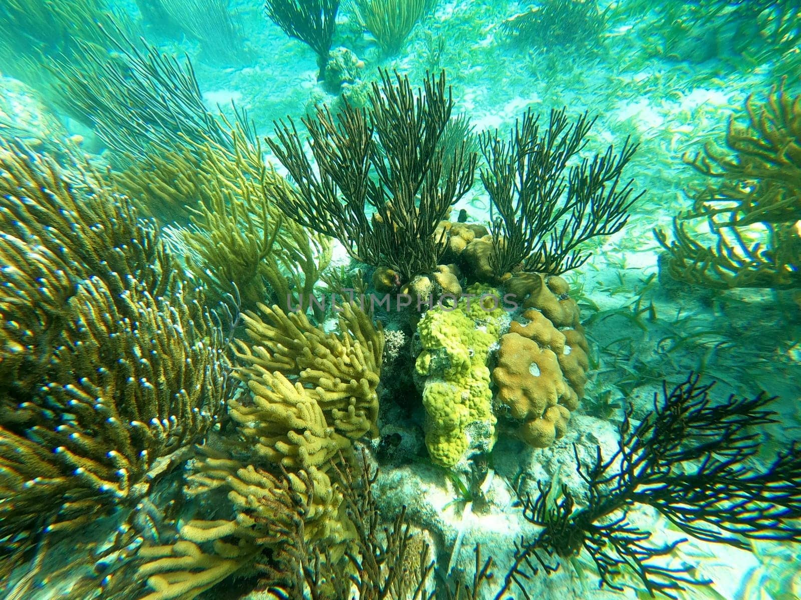 Beautifiul underwater colorful coral reef at Caribbean Sea at Honeymoon Beach on St. Thomas, USVI - travel concept