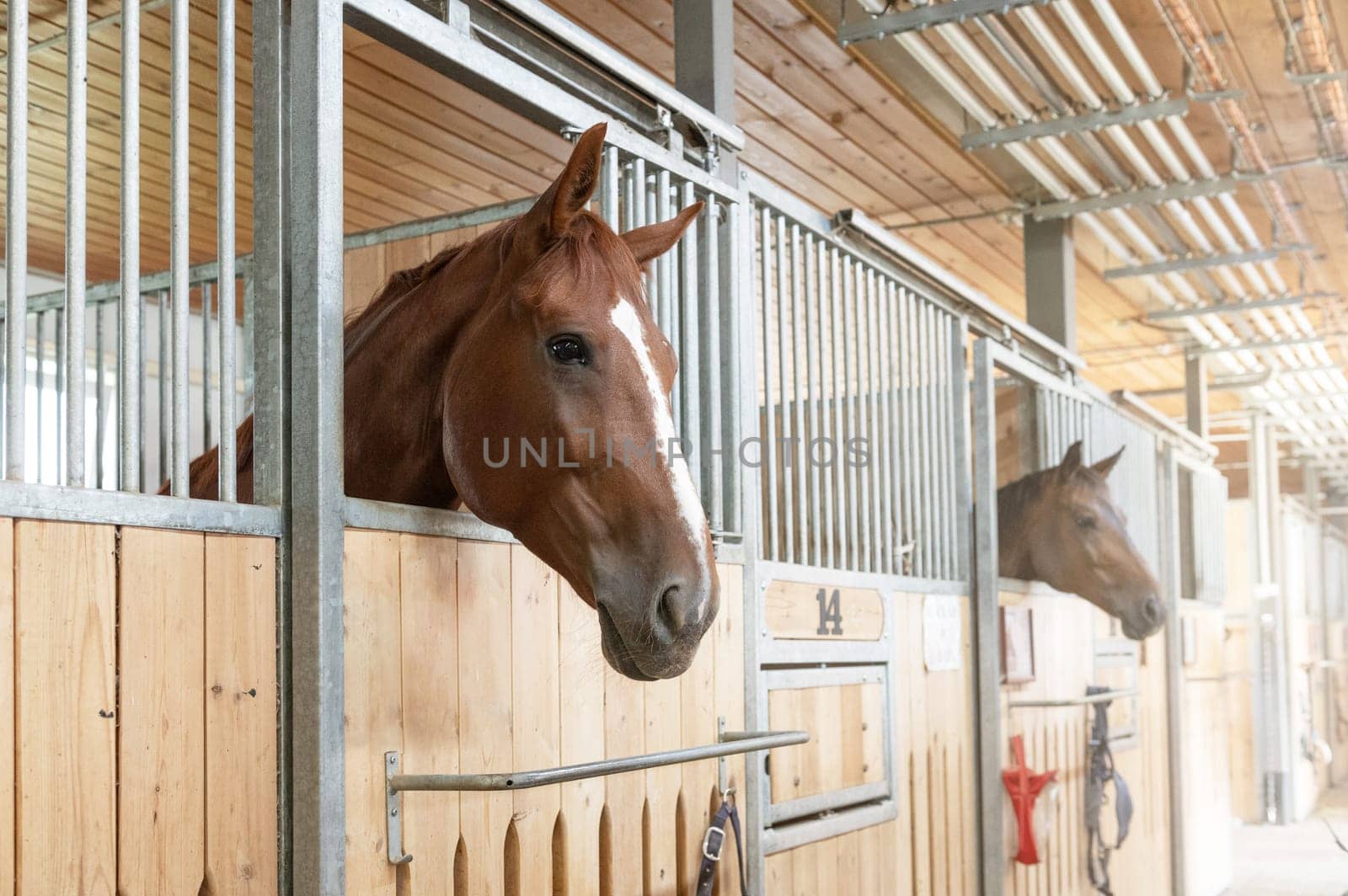 Beautiful horse standing in a stall in the modern stable.