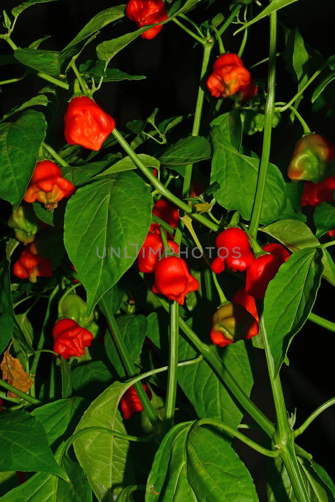 bishops crown chili on its plant