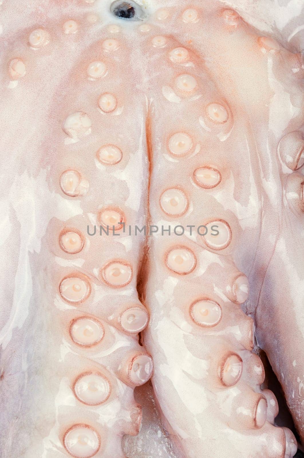 Fresh raw octopus with cooking ingredients. Concept healthy food, Mediterranean diet and seafood.