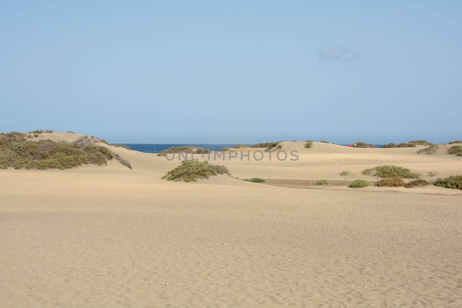 In the dunes of Maspalomas on Gran Canaria in Spain. The huge sand dunes resemble a small desert and are a nature reserve