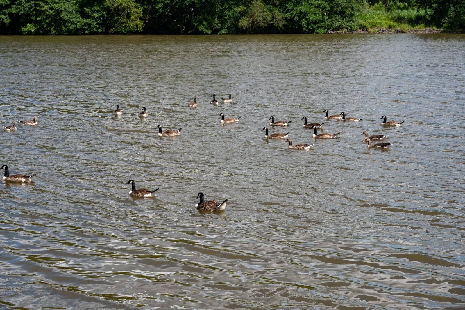 Many Canada geese ( Branta canadensis ) swimming in the water near the river bank