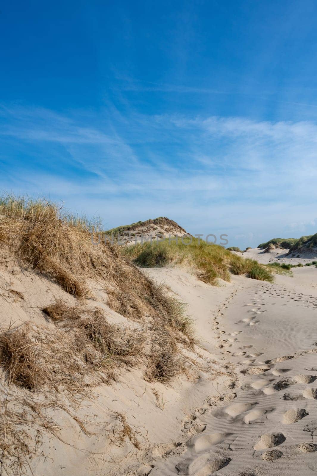 Dunes landscape  with beach grass on the North Sea coast in the Netherlands