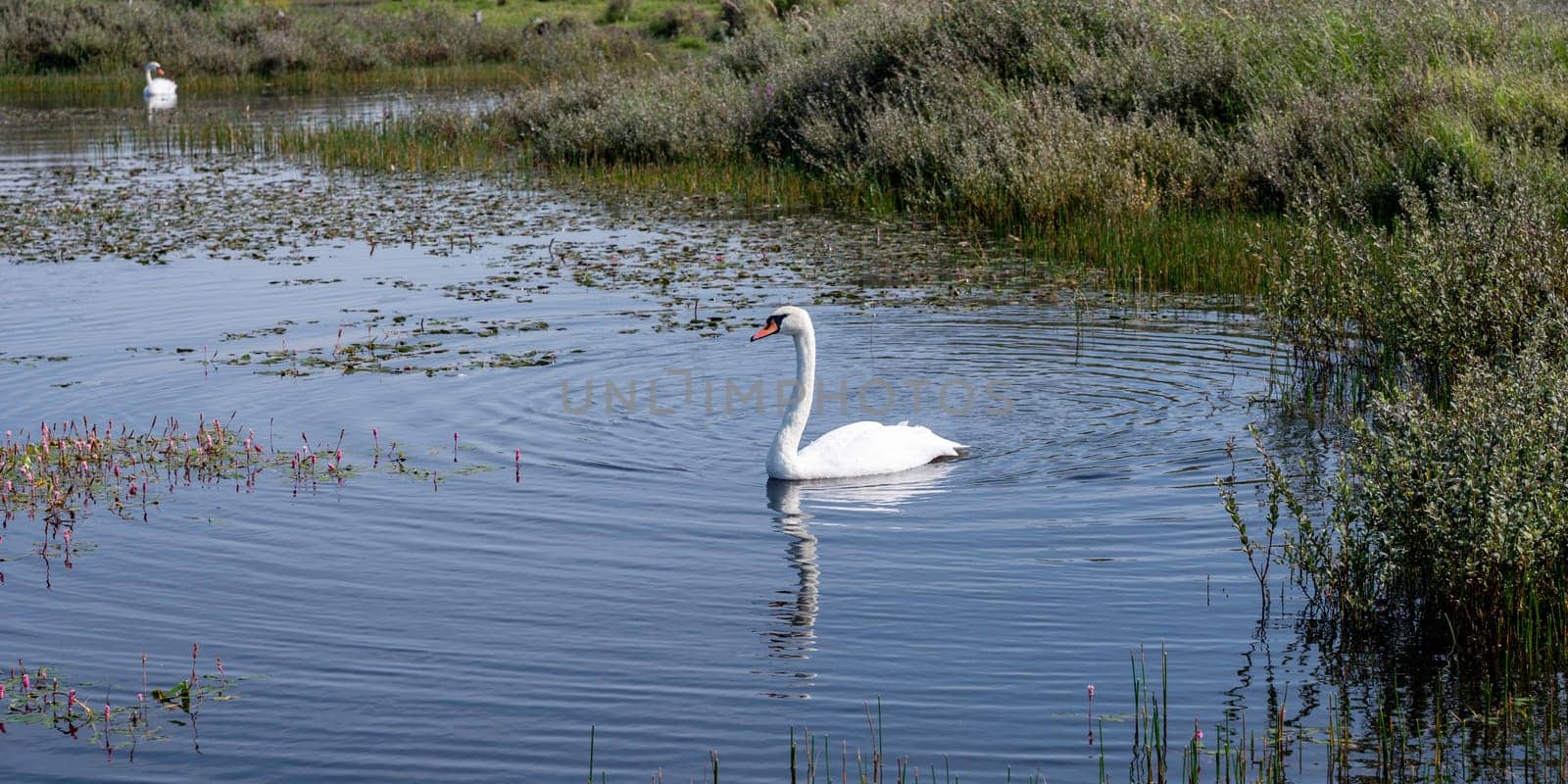 A white swan ( Cygnus ) swims in the water of a small lake in a dune landscape in a nature reserve near Egmond aan Zee in the Netherlands