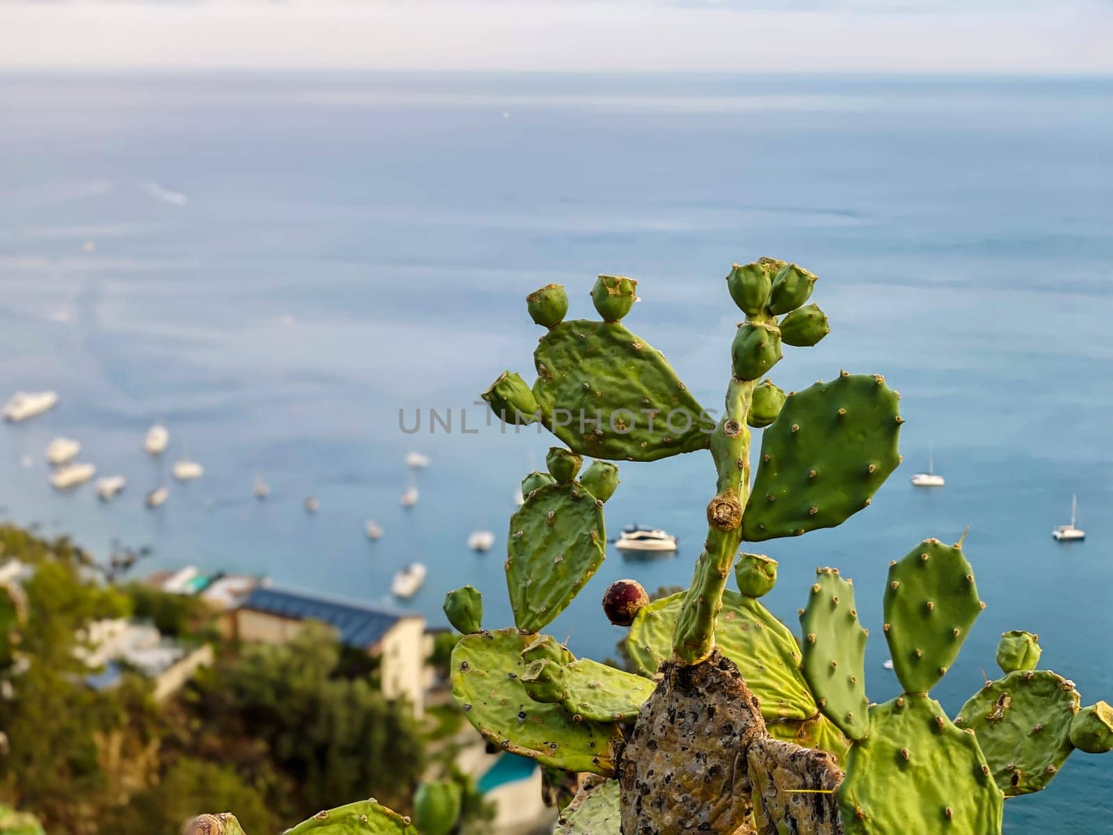Close-up of a cactus with a background of the sea and anchored boats in Giardini Naxos, Sicily, creating a serene and relaxing atmosphere.