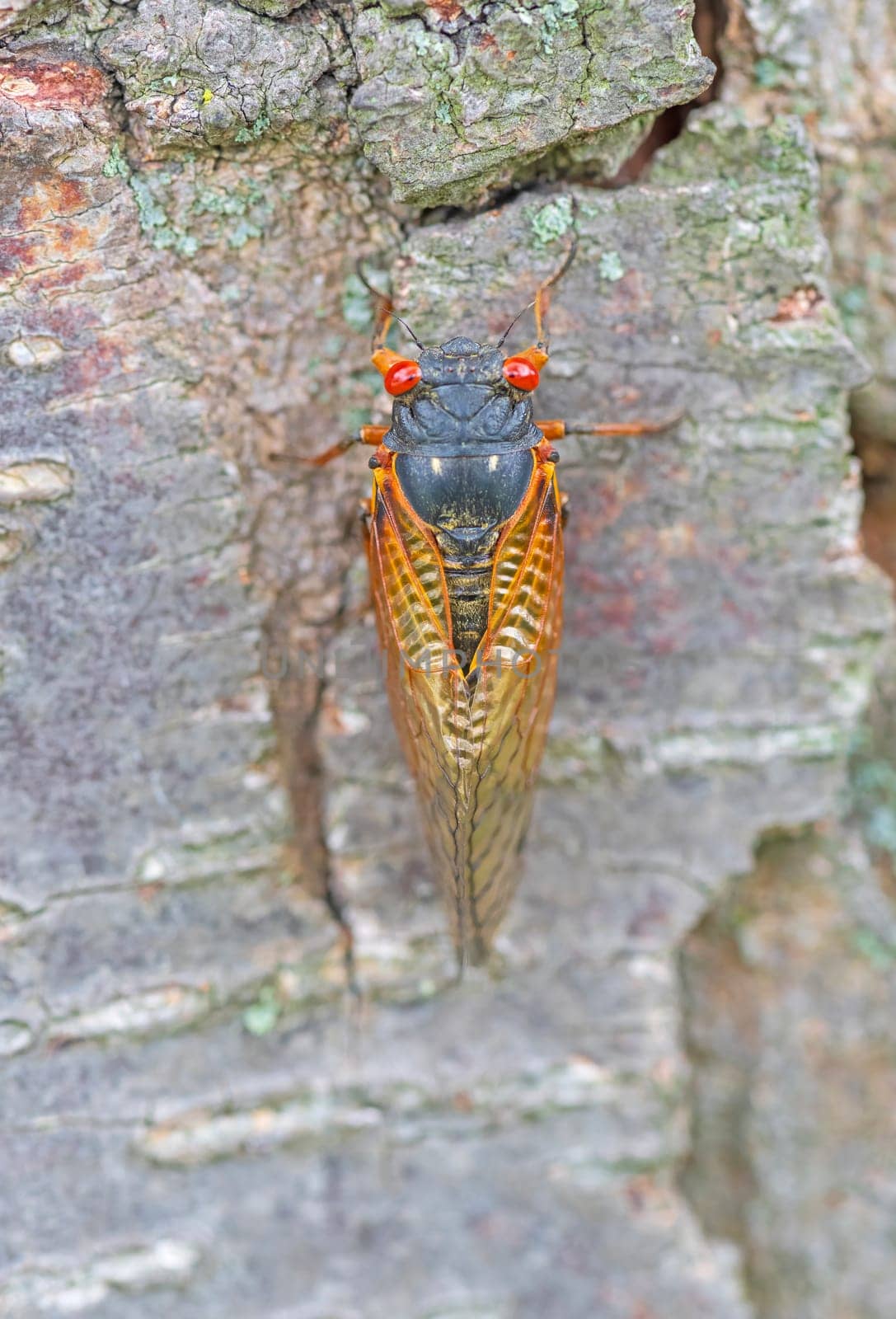 17 year Cicada on a Tree Trunk in a Forest in Illinois