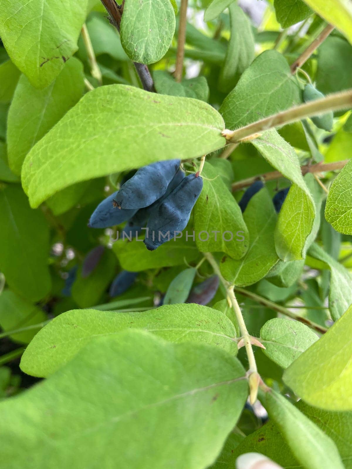 Branch with ripe blue berries against a backdrop of greenery, symbolizing the beauty of nature and cultivation. Leaves and fruit create a striking contrast with the rustic building in the background.