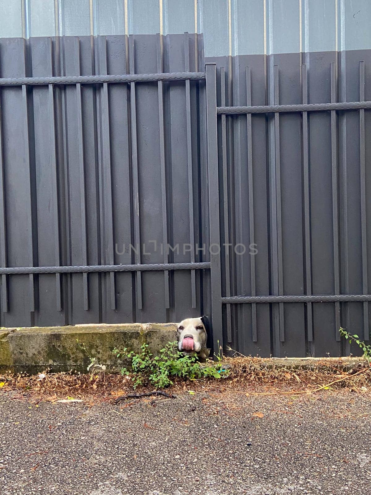 Curious dog peeks through a small gap in a metal fence, capturing a moment of unexpected charm. Pet concept.