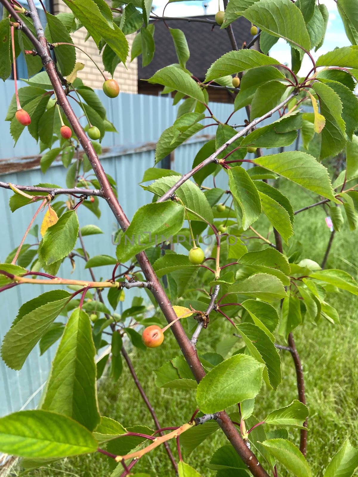 Young cherry tree with unripe green and red cherries nestled among vibrant green leaves, set against a backdrop of a fence and garden area. Early stages of fruit growth, showcasing nature's process of maturation.