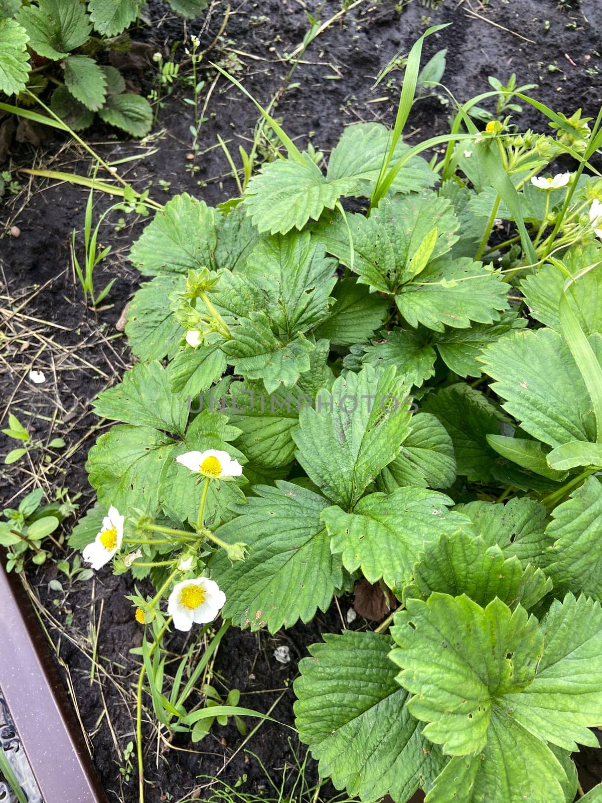 Lush strawberry plant with delicate white flowers thriving in the garden, representing the essence of gardening and natural growth. vibrant green leaves contrast beautifully with the soil, capturing the essence of freshness and vitality.