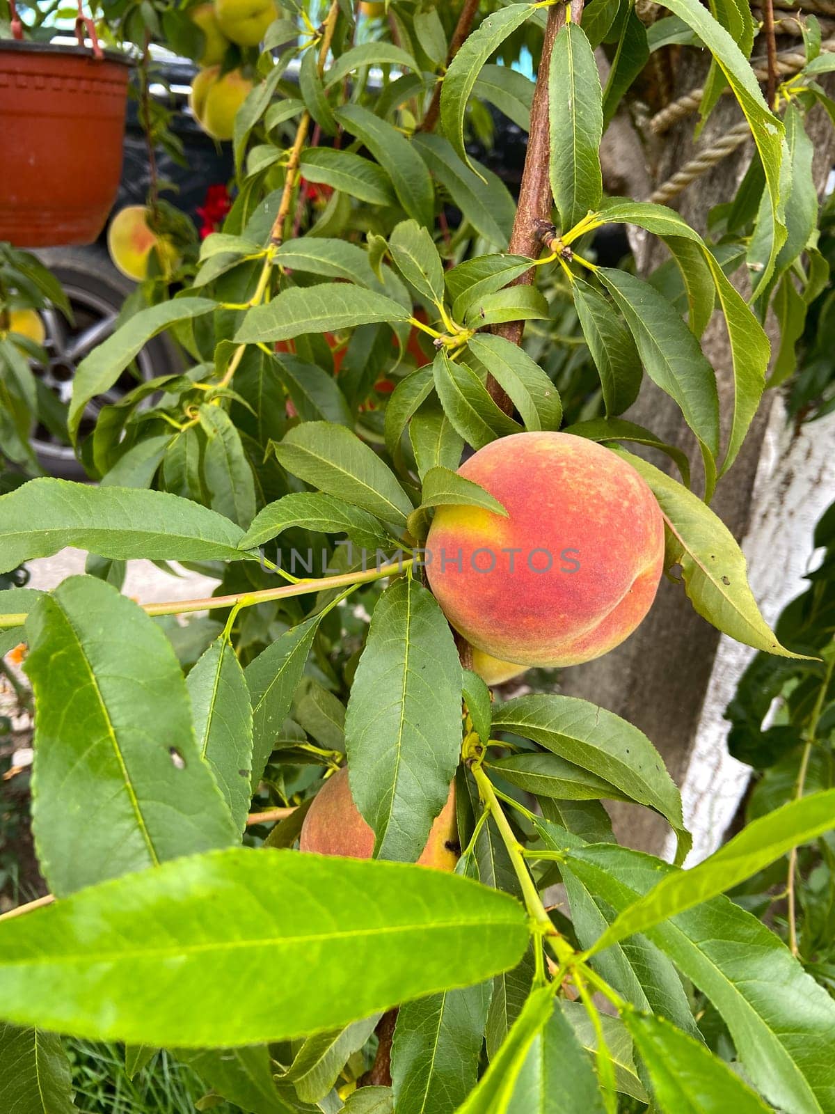 Ripe peach hangs delicately from a lush green branch, surrounded by vibrant leaves, capturing the essence of summer's bounty. Simple beauty and abundance of nature in a garden setting