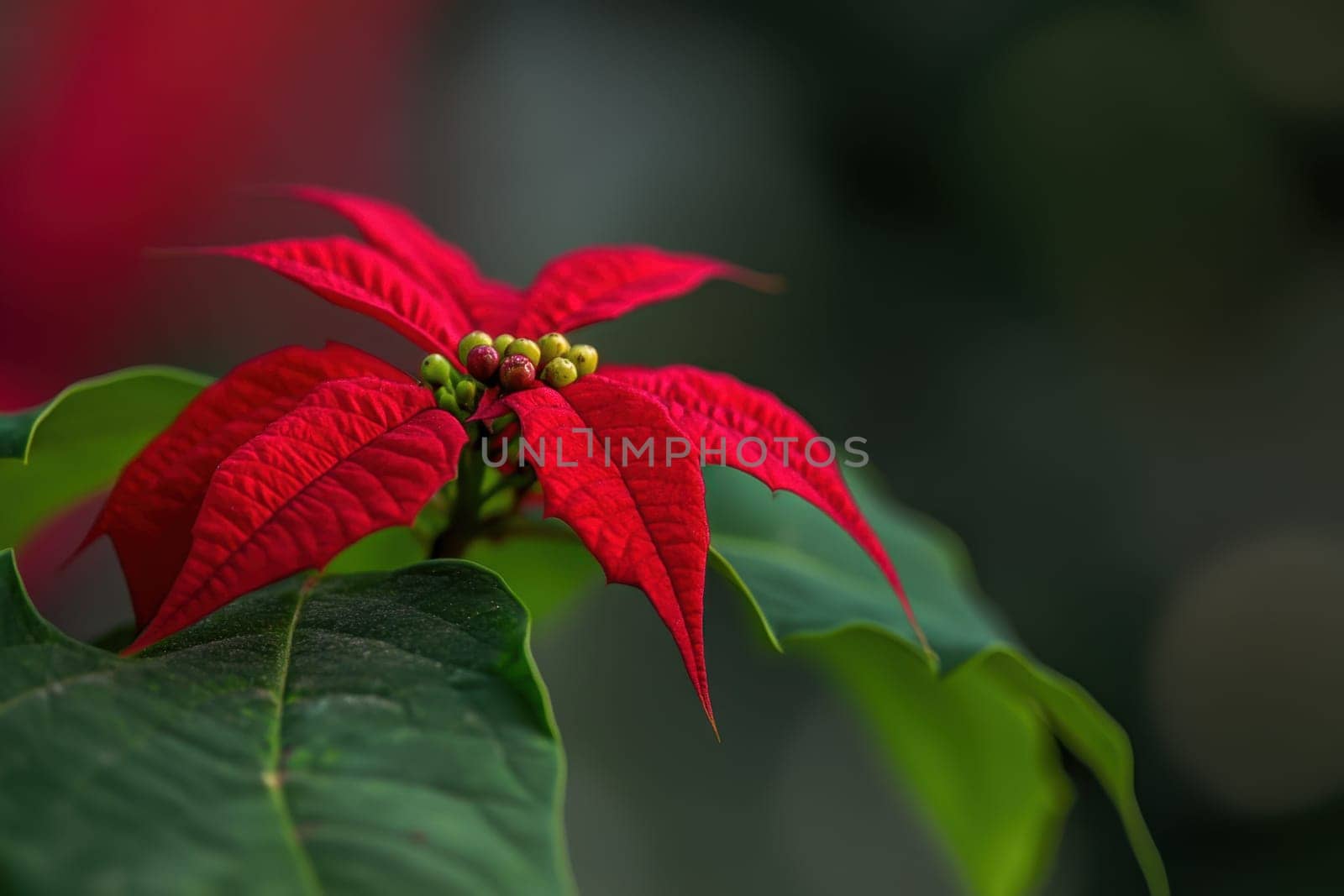 Bright red poinsettia flowers showcase their colorful leaves with green foliage under soft sunlight adding life to the surrounding environment.