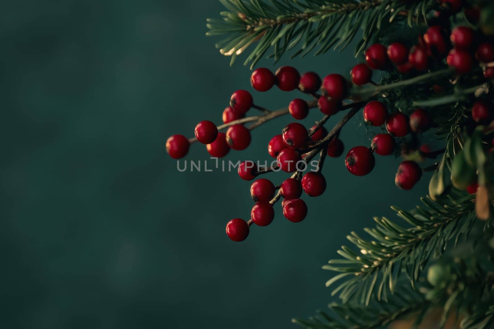 Bright red berries adorn lush evergreen branches creating a festive winter display against a dark background.