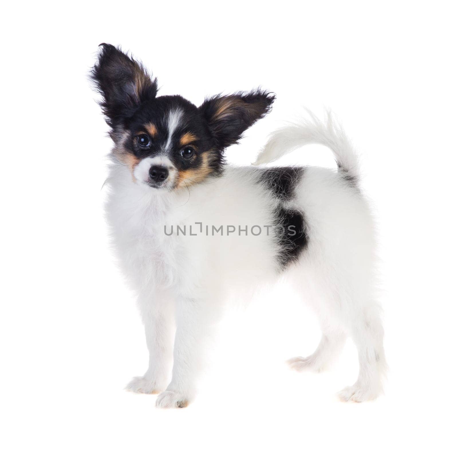 Papillon puppy standing on a white background