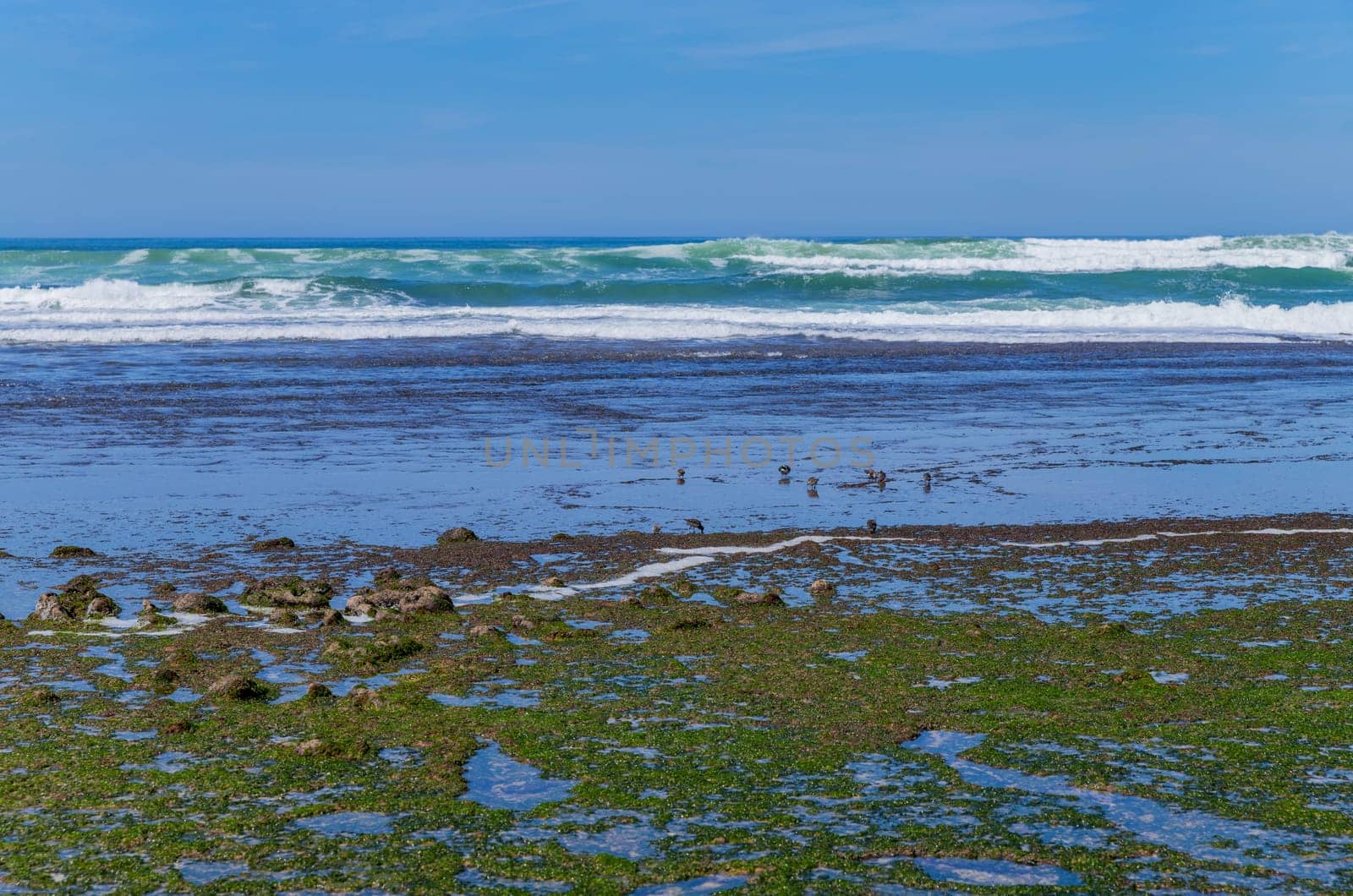 birds at Praia do sul beach, Ericeira, Sintra, Lisbon coast, Portugal