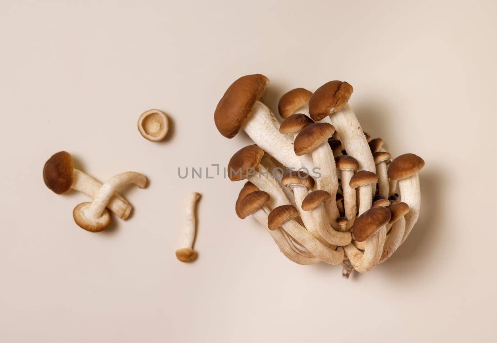 Cluster of fresh raw brown poplar mushrooms or velvet pioppini mushrooms (Cyclocybe aegerita) on beige top view. Cultivated edible mushrooms, healthy vegan food
