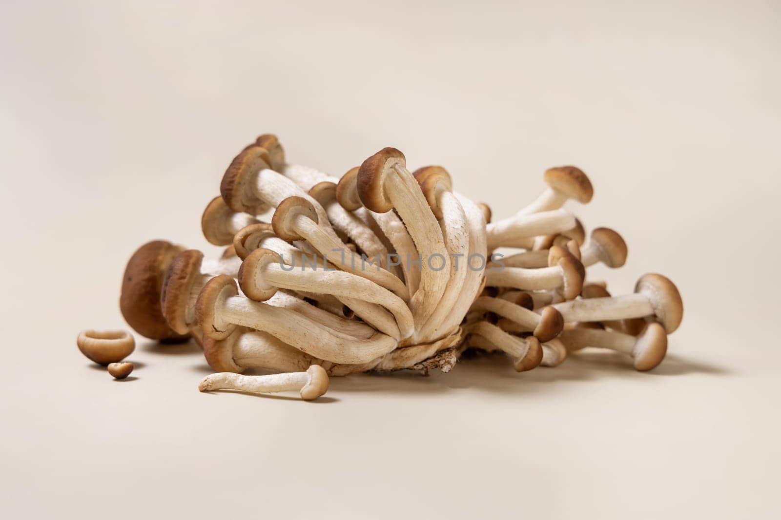 Cluster of fresh raw brown poplar mushrooms or velvet pioppini mushrooms (Cyclocybe aegerita) on beige closeup. Cultivated edible mushrooms, healthy vegan food