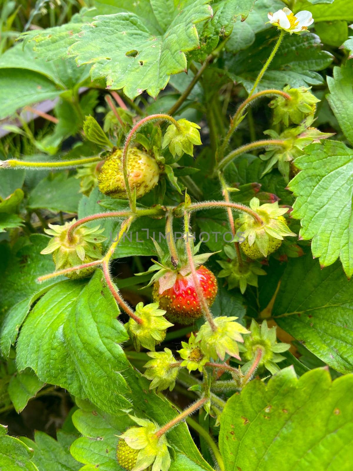 Cluster of strawberries in various stages of ripeness is nestled among lush green leaves, highlighting the cycle of natural growth. Vibrant red of the ripe berry stands out against its leafy surroundings, evoking a sense of freshness and promise.