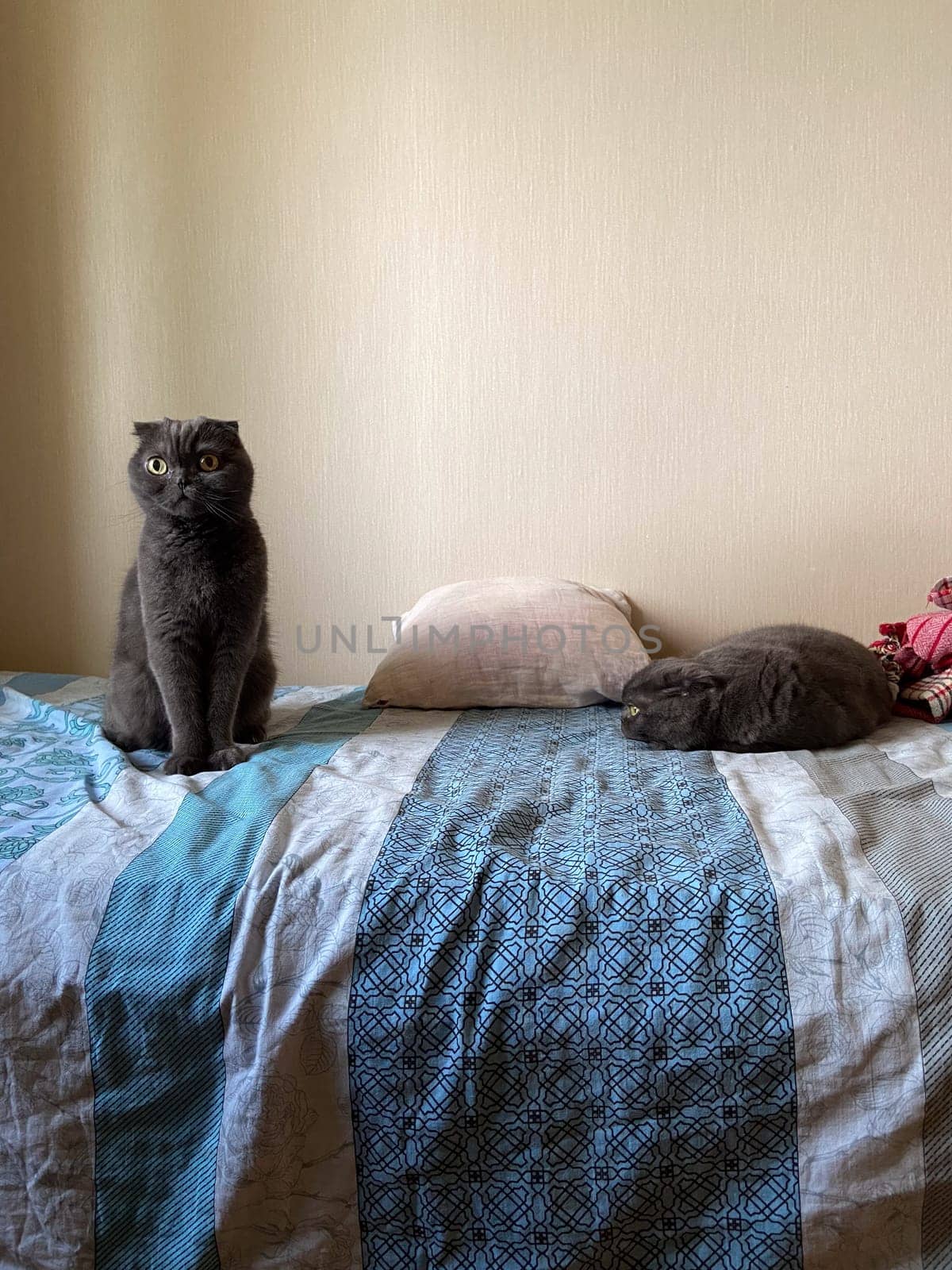 Curious cat sits alertly on a cozy bed, while another feline rests peacefully nearby, embodying serenity and companionship in a domestic setting. Contrasting postures highlight the playful yet calm nature of cats at home.