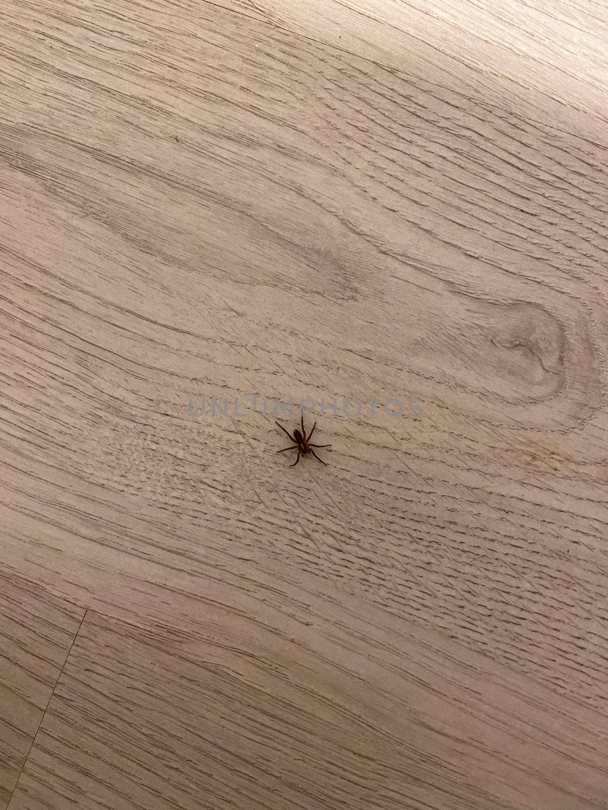 Lone spider rests on a wooden floor, creating a stark contrast between its delicate form and the expansive backdrop