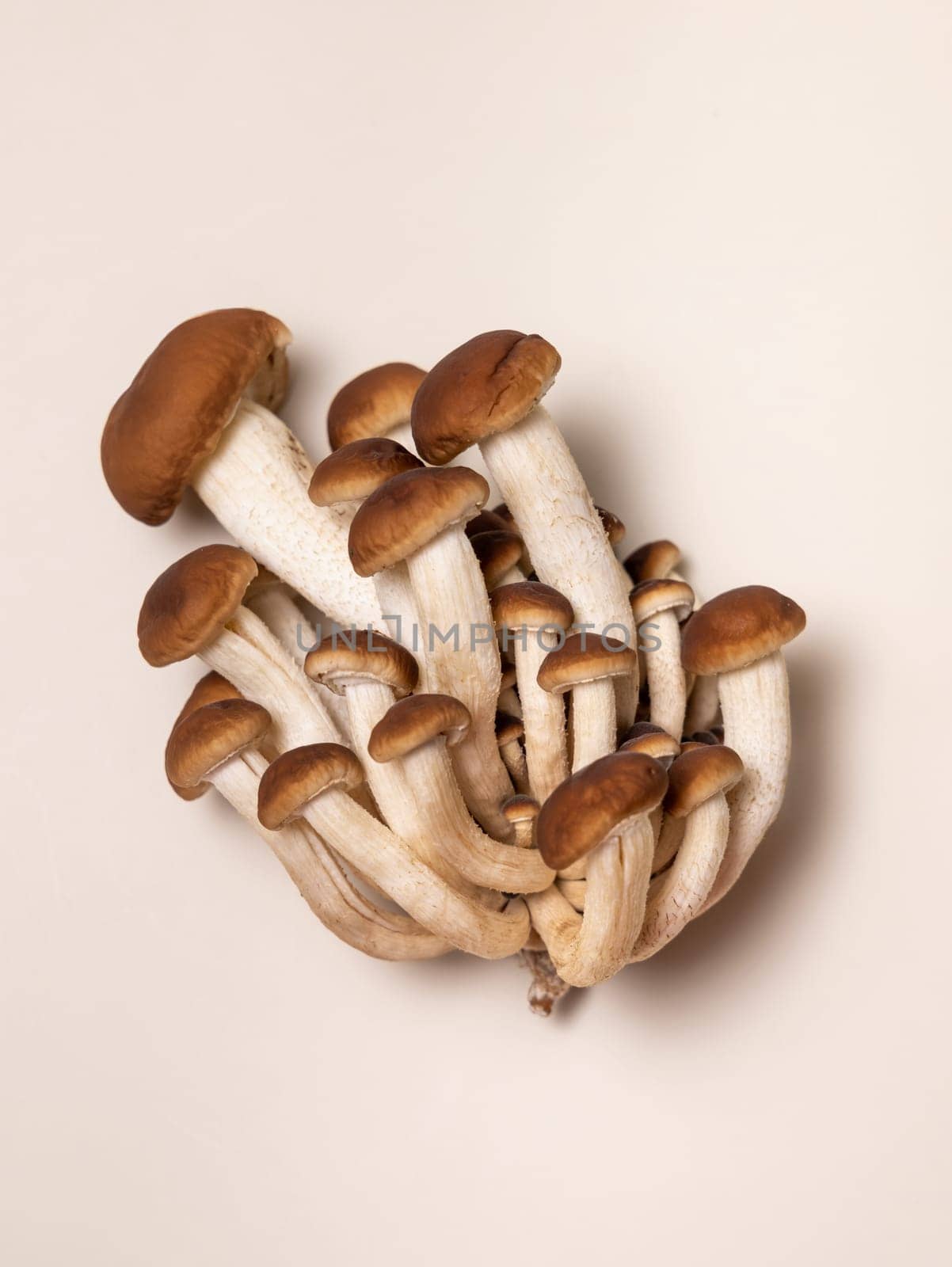 Cluster of fresh raw brown poplar mushrooms or velvet pioppini mushrooms (Cyclocybe aegerita) on beige top view. Cultivated edible mushrooms, healthy vegan food