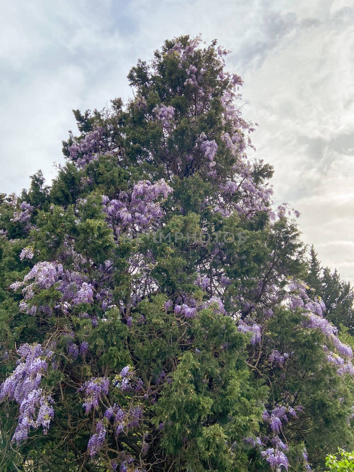 Lush tree adorned with vibrant purple flowers stands tall against a cloudy sky. Essence of spring with its display of natural beauty and color.
