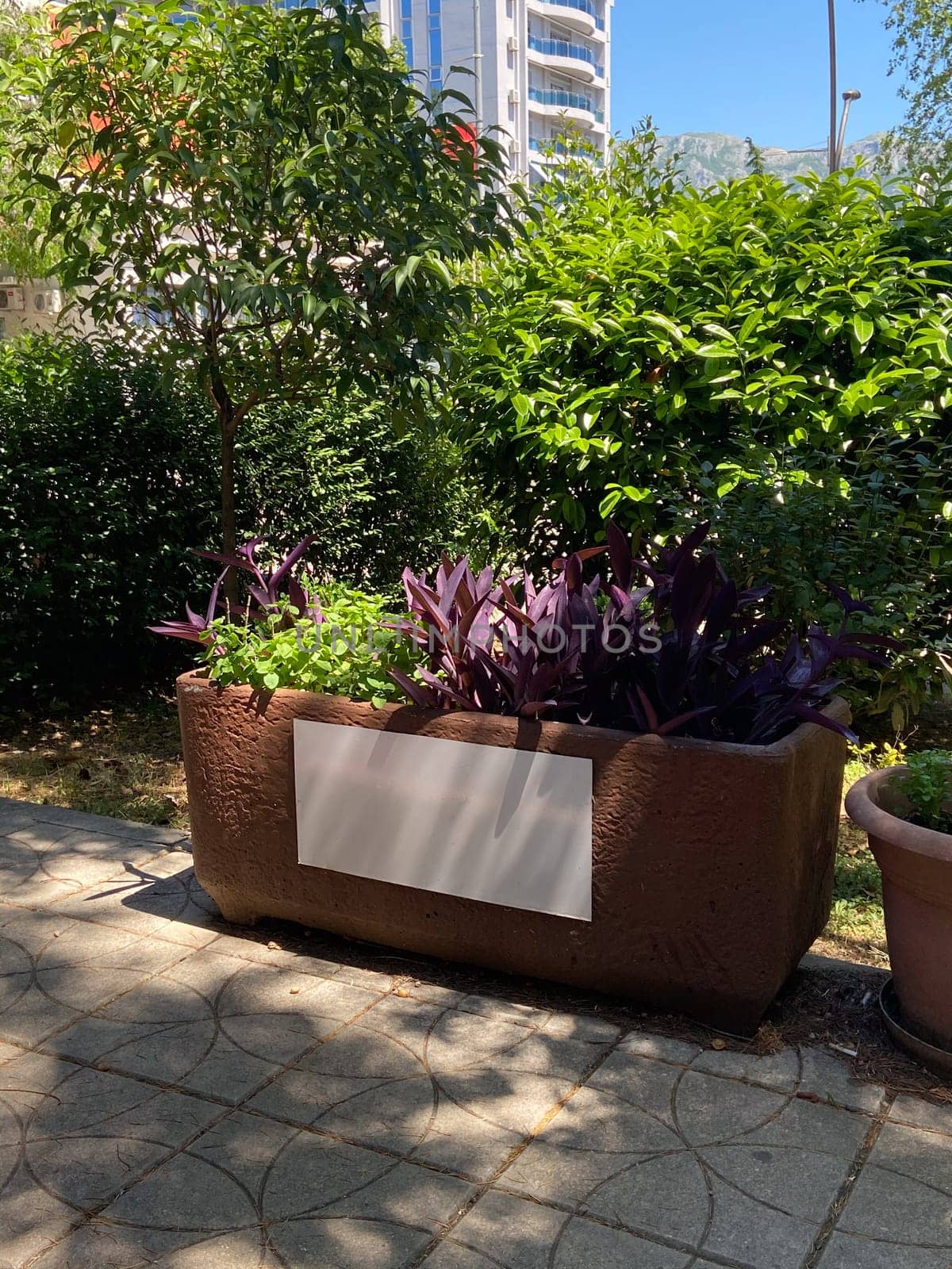 Sunlit urban garden features a large planter filled with vibrant green and purple foliage against a modern building backdrop. Harmony between nature and urban living, creating a refreshing oasis in city