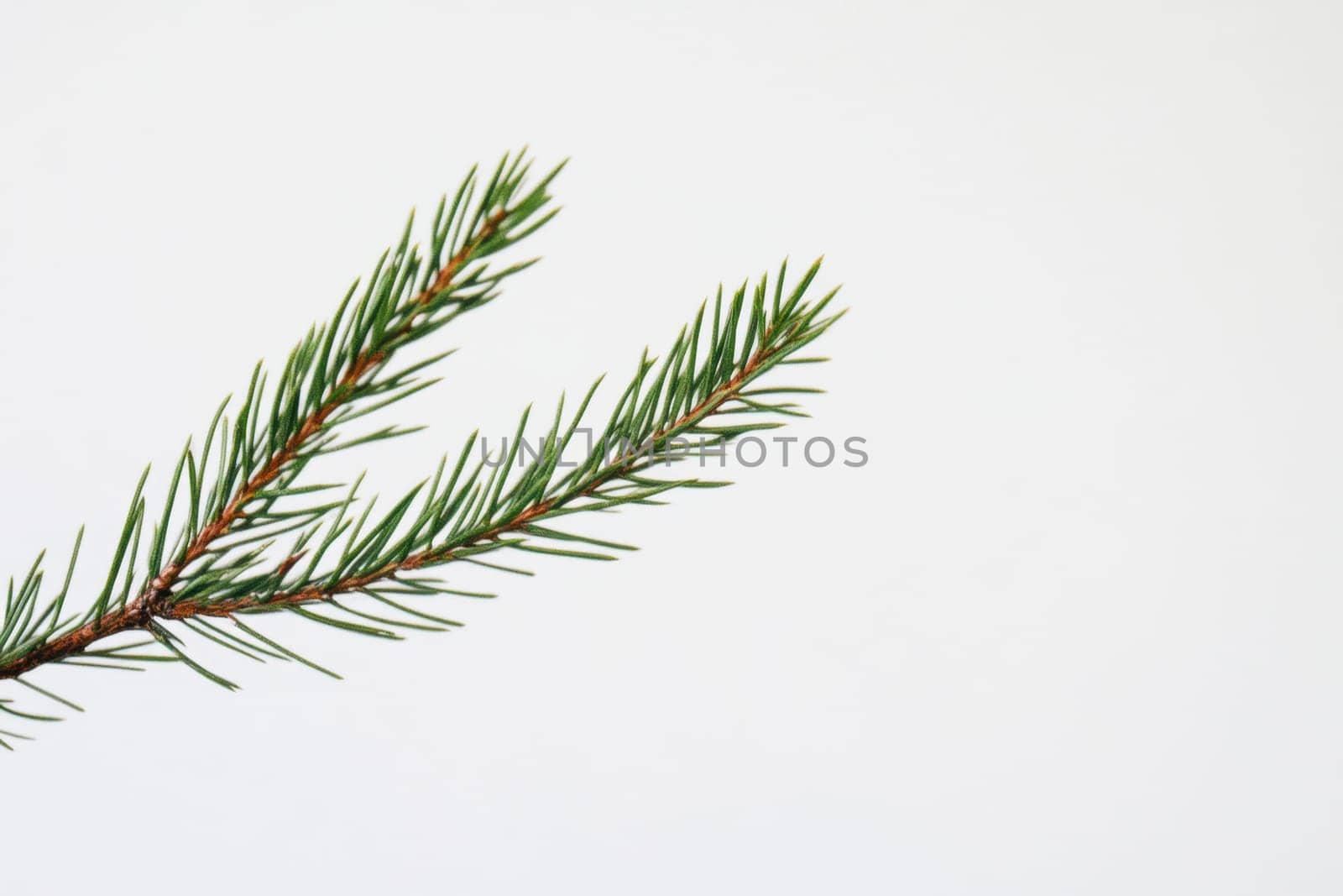 A green pine branch showcases needle like leaves set against a clean white background highlighting its natural beauty and detail.