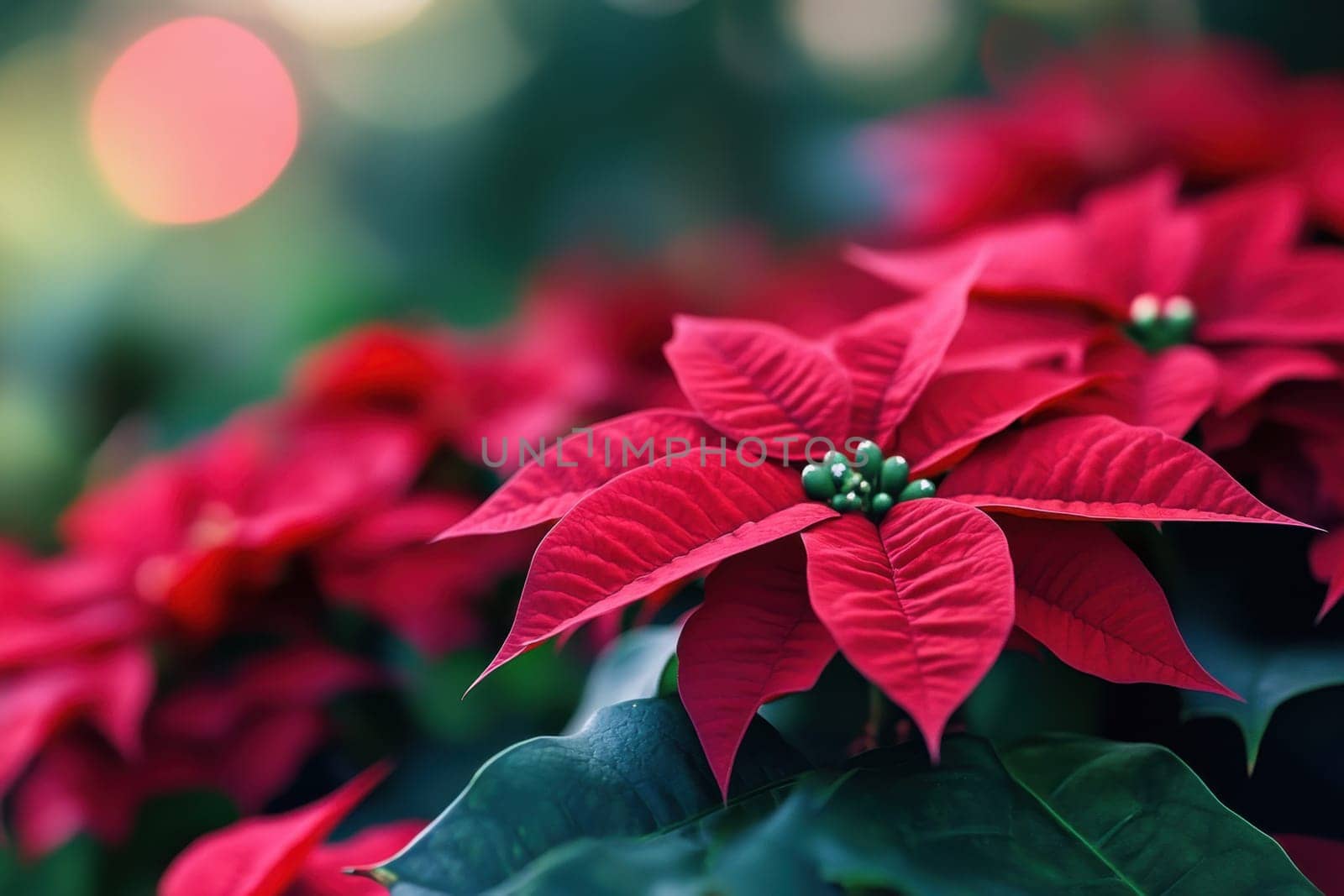 Clusters of bright red poinsettias with green centers thrive in a garden showcasing their beauty during the holiday season.