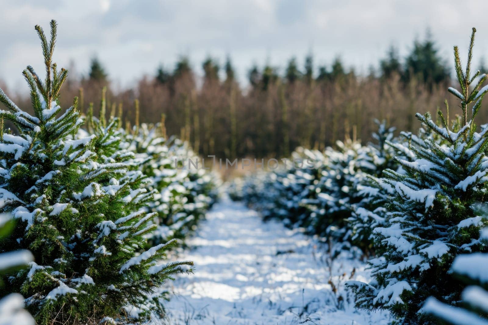 Rows of evergreen trees are blanketed in snow on a tranquil winter day at a Christmas tree farm.