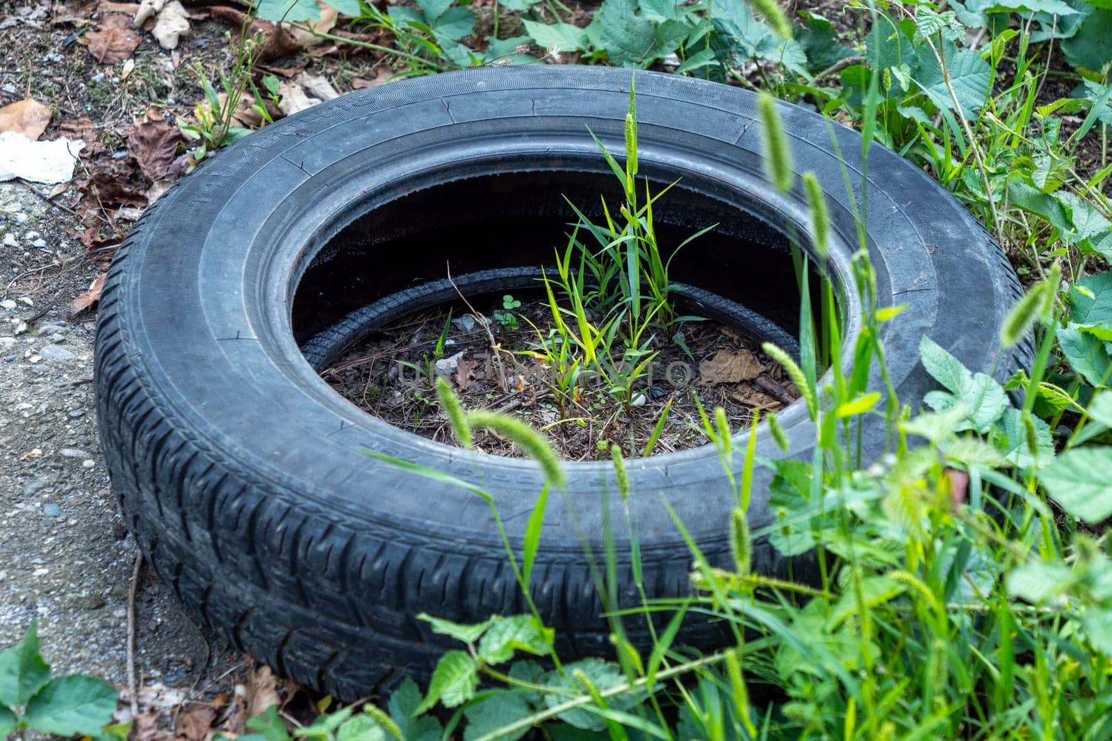A tire is sitting in the grass with a plant growing out of it. The tire is black and the plant is green