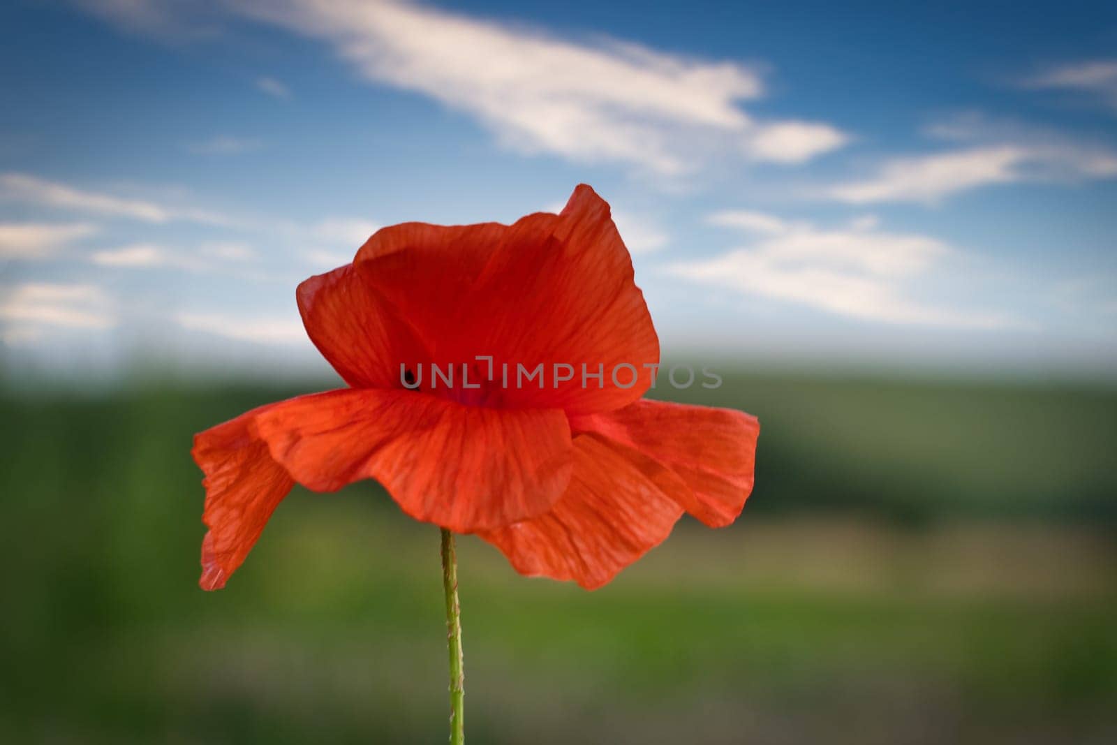 Corn poppy in a summer meadow with red petals. Wildflower from nature. Red splashes of color in green surroundings