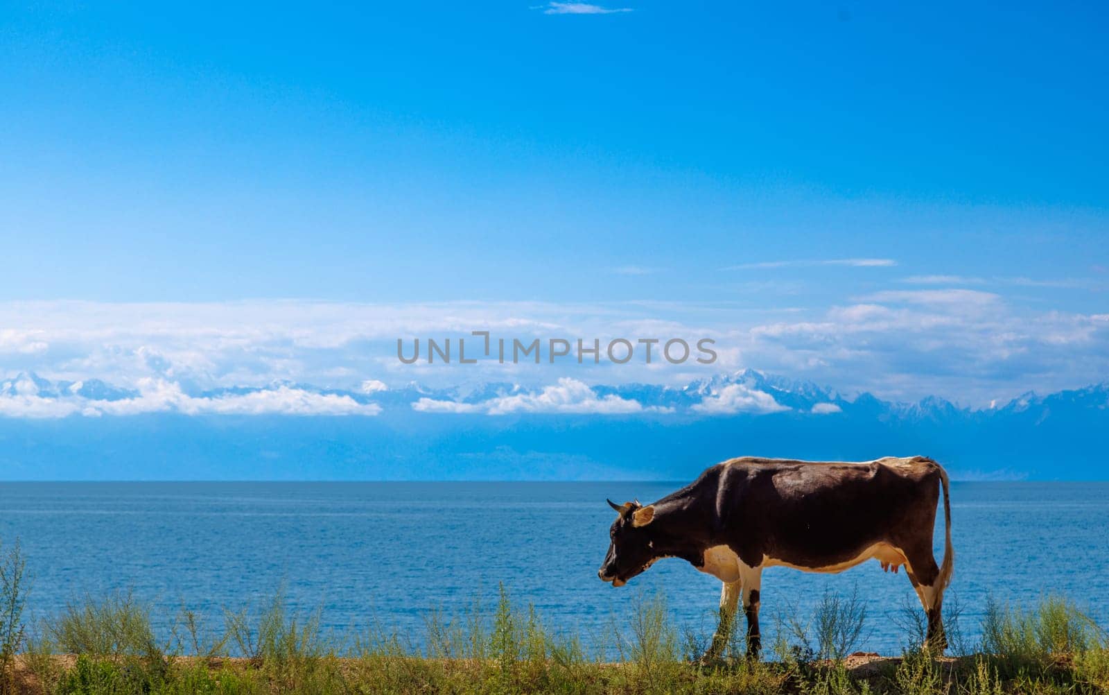 black cow with white belly walking along the road in front of lake with mountain range on the horizon at sunny summer day