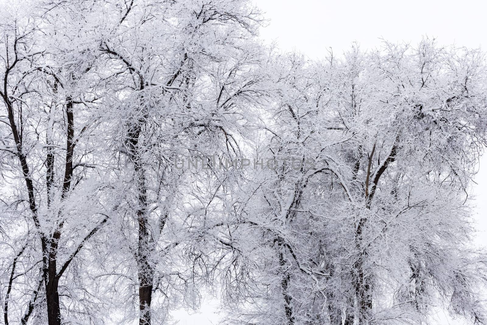 frozen tree branches covered with hoarfrost at overcast winter day