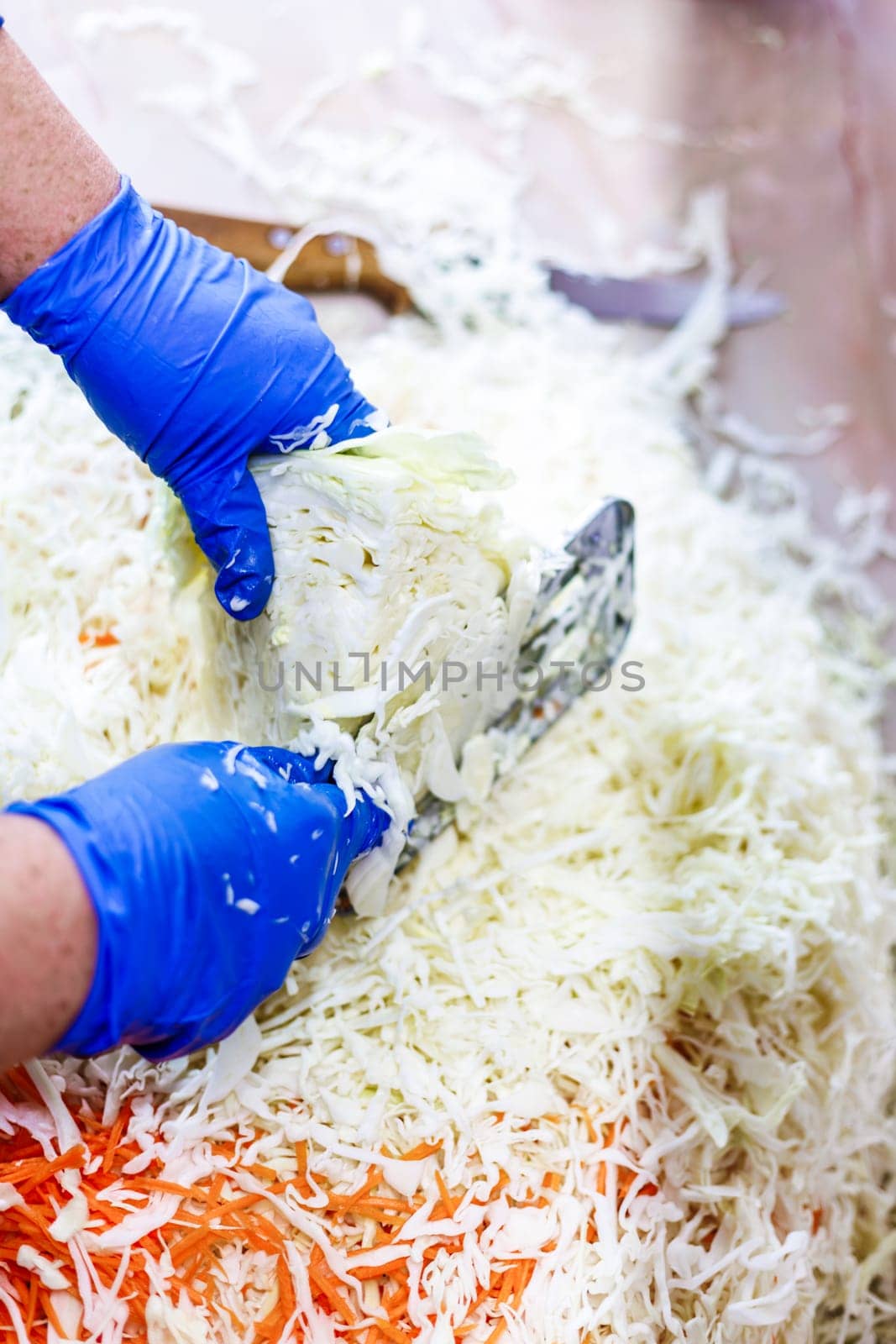hands in blue gloves cutting cabbage with special double blade slit cabbage shredder knife during sauerkraut preparation