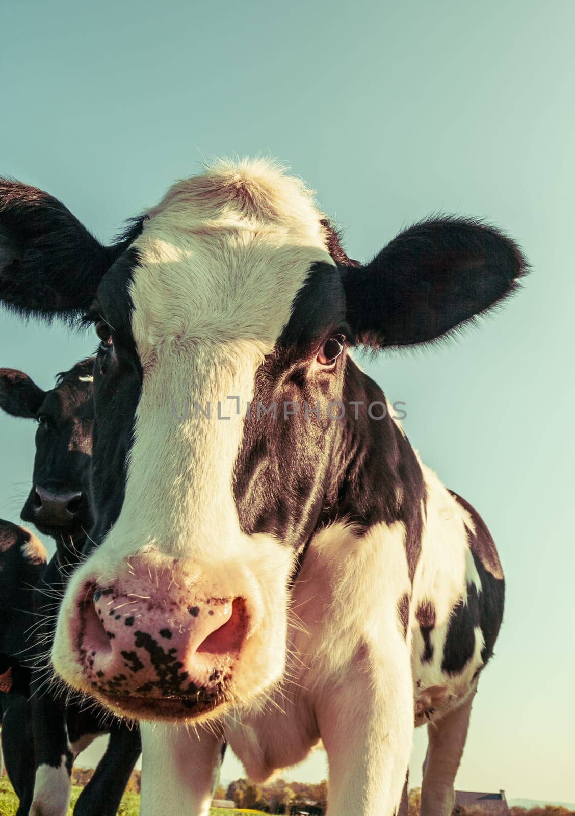 Portrait of a curious Holstein cow, treated in a vintage style