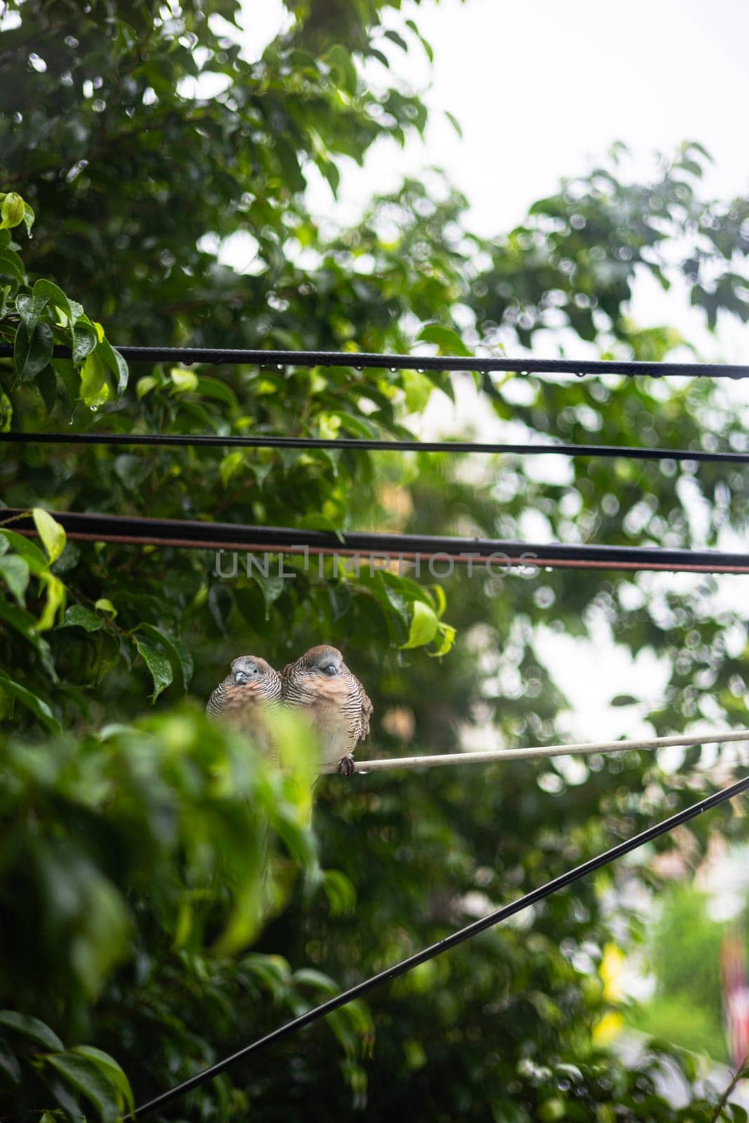 A couple bird perched on the power line in the evening.