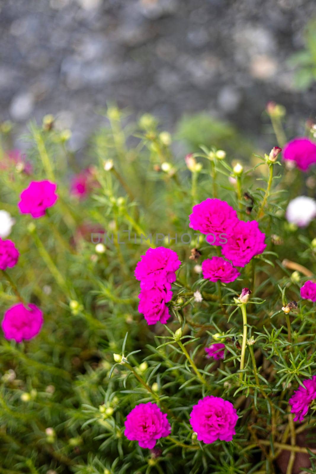Rose purslane or rose moss is an ornamental plant. Beautiful pink flower blooming in the garden.