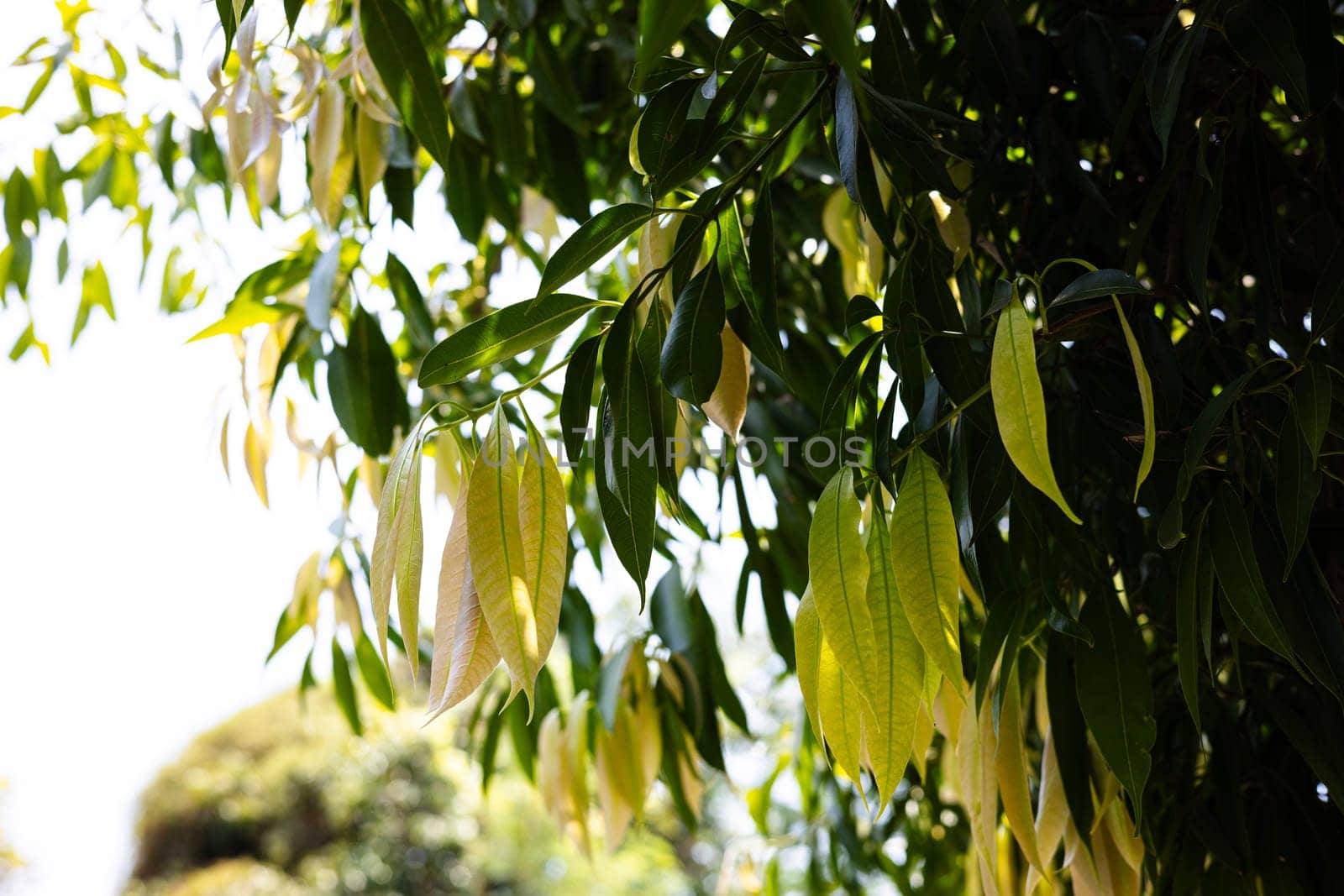 Young shoots of growing mango trees.