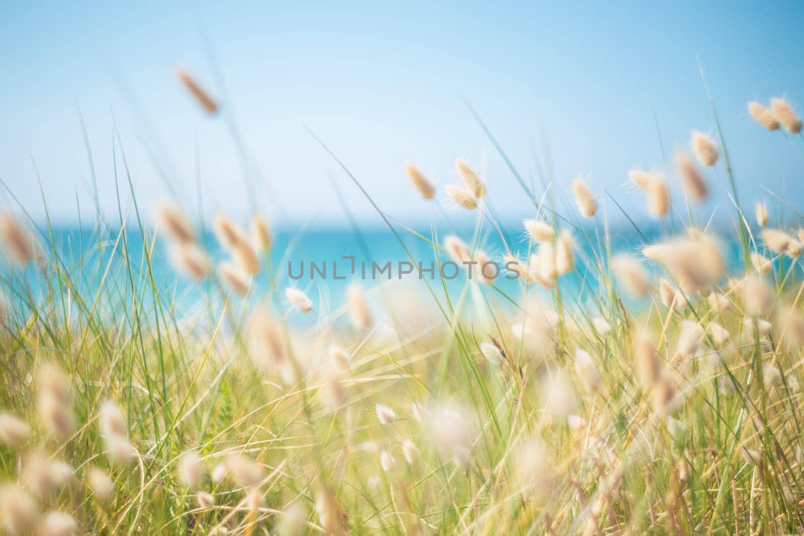 Hares tail grass (Lagurus ovatus) on sand dune near the ocean
