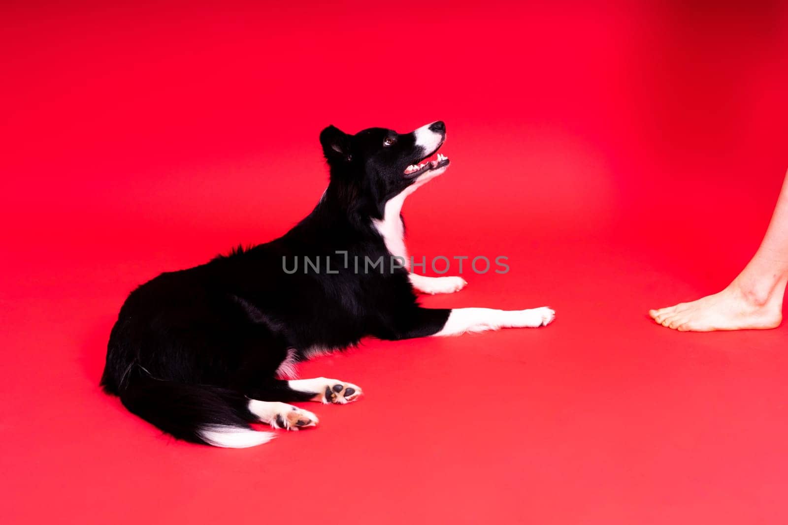 Close-up of Border Collie, 1.5 years old, looking at a camera against red and yellow background