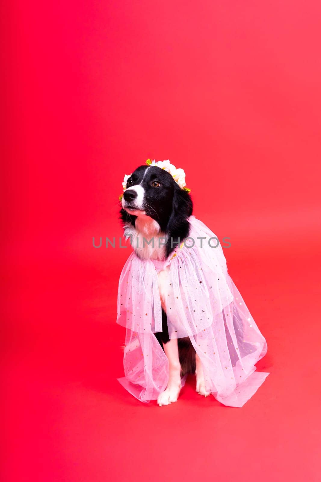 Close-up of Border Collie, 1.5 years old, looking at a camera against red and yellow background