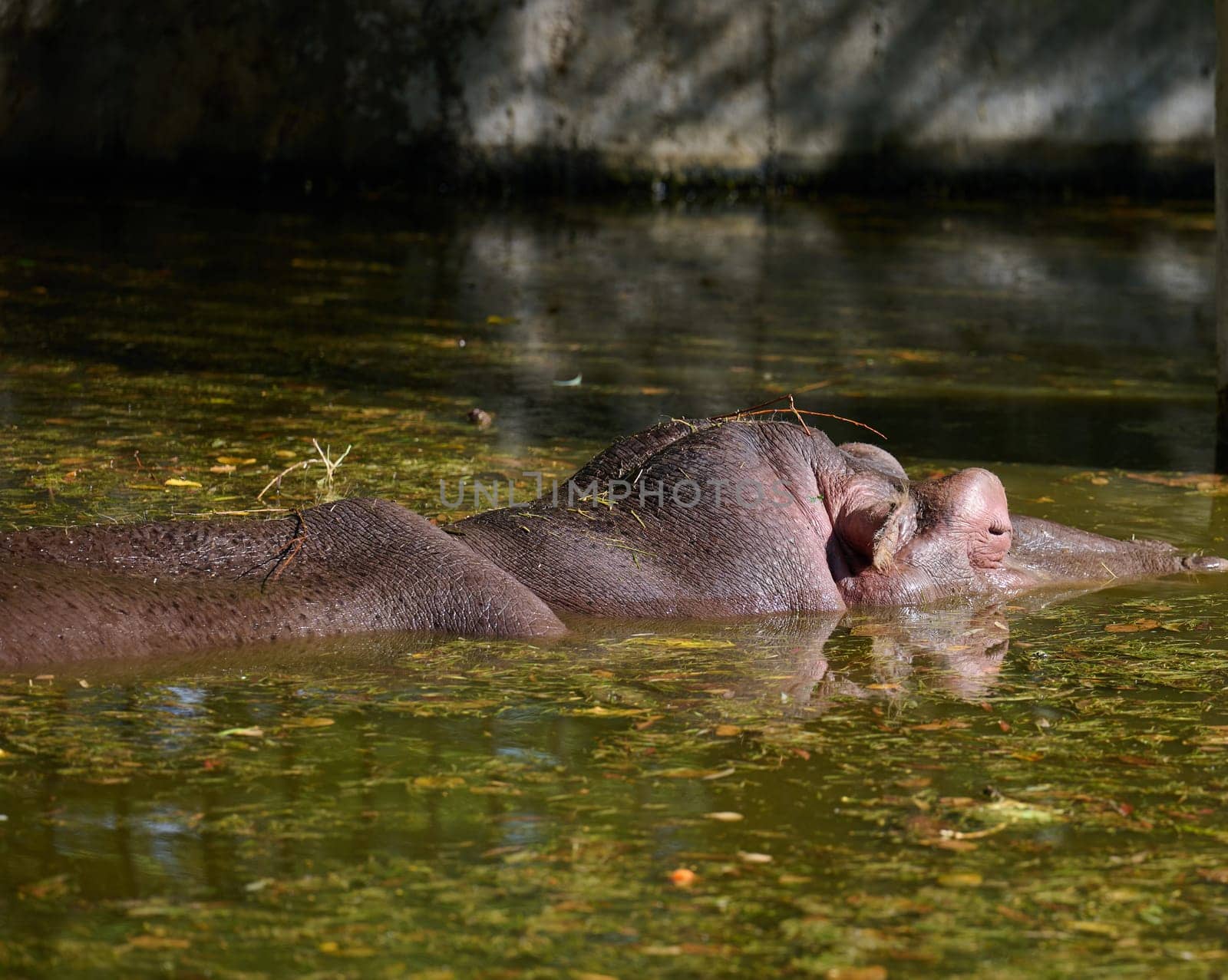 An adult hippopotamus swims in a pond on an autumn day